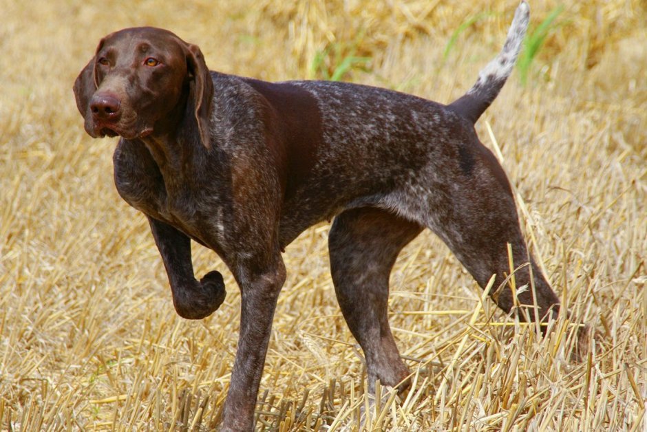 Гончая Курцхаар