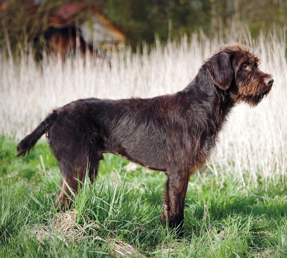 Пойнтер дратхаар