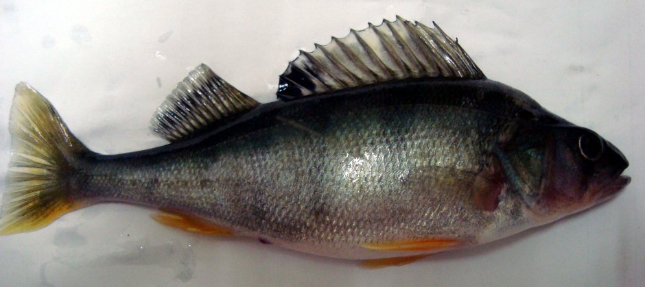 Окунь perca fluviatilis