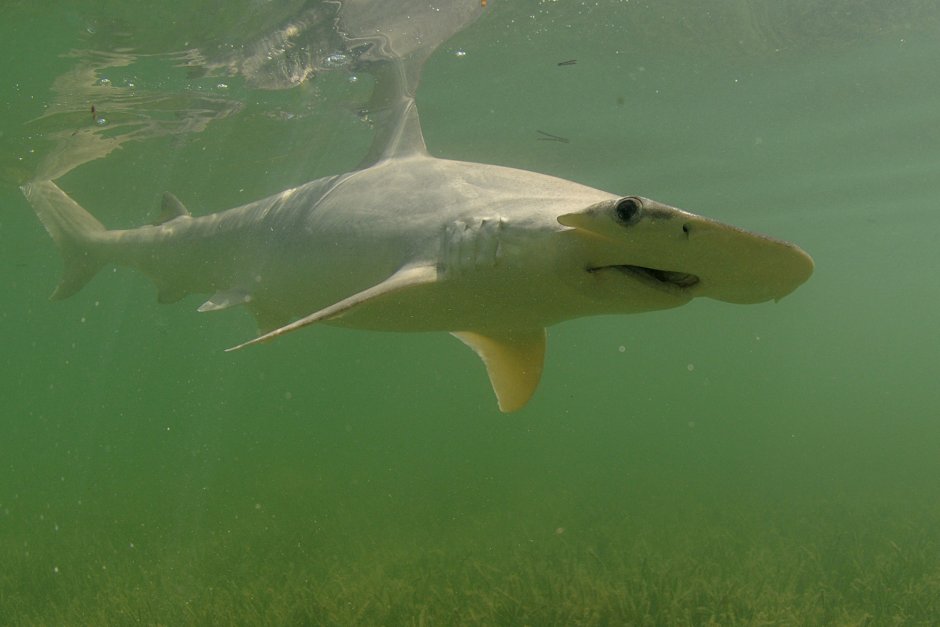 Bonnethead Shark