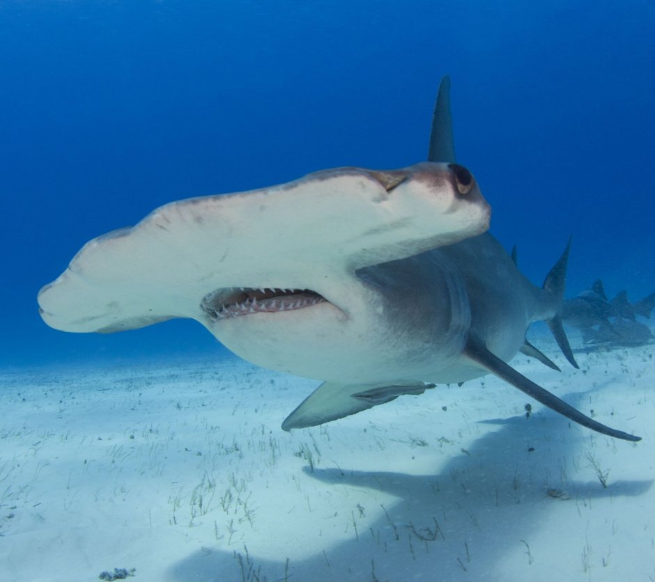 Sphyrna Zygaena