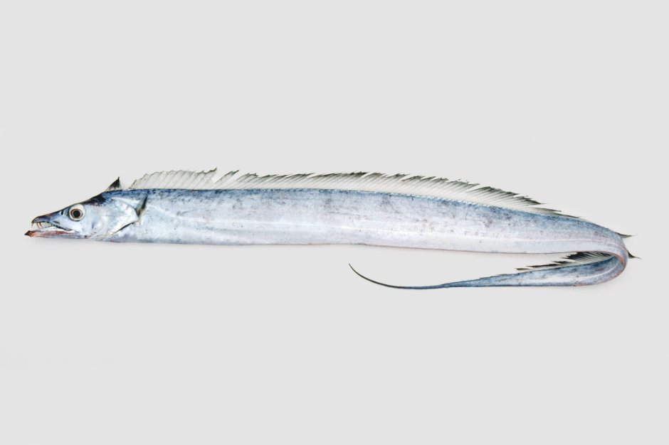 Trichiurus lepturus