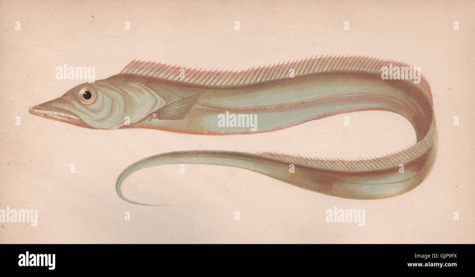 Hairtail Fish