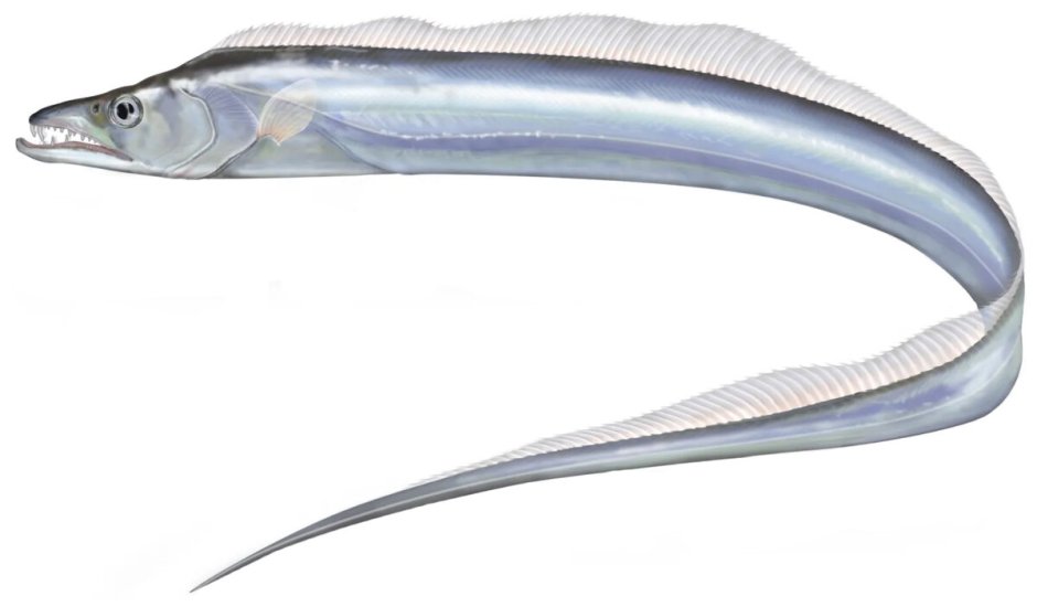 Cutlass Fish