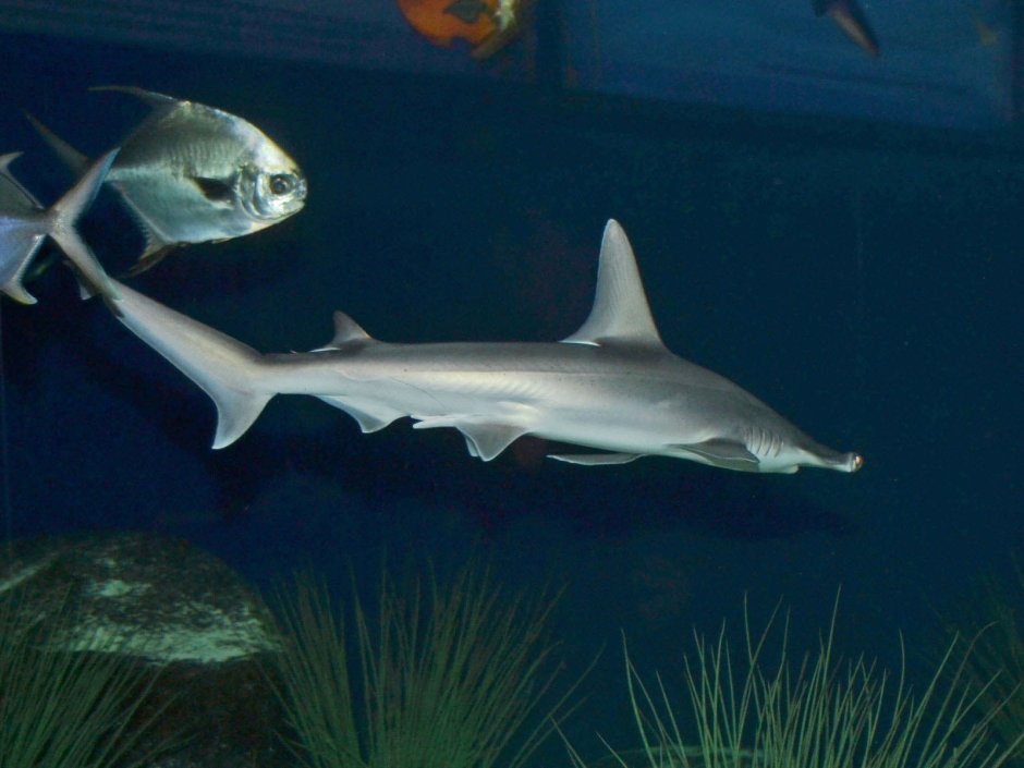 Sphyrna tiburo
