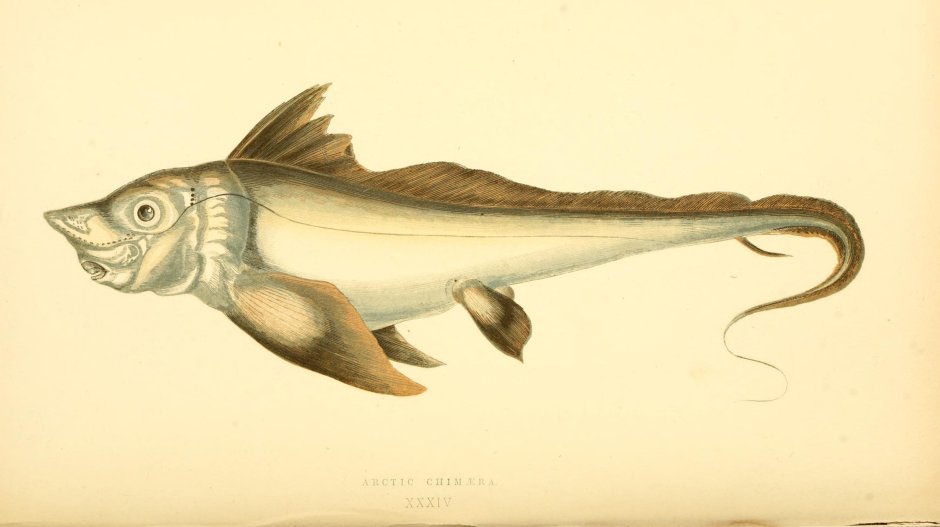 Hairtail Fish