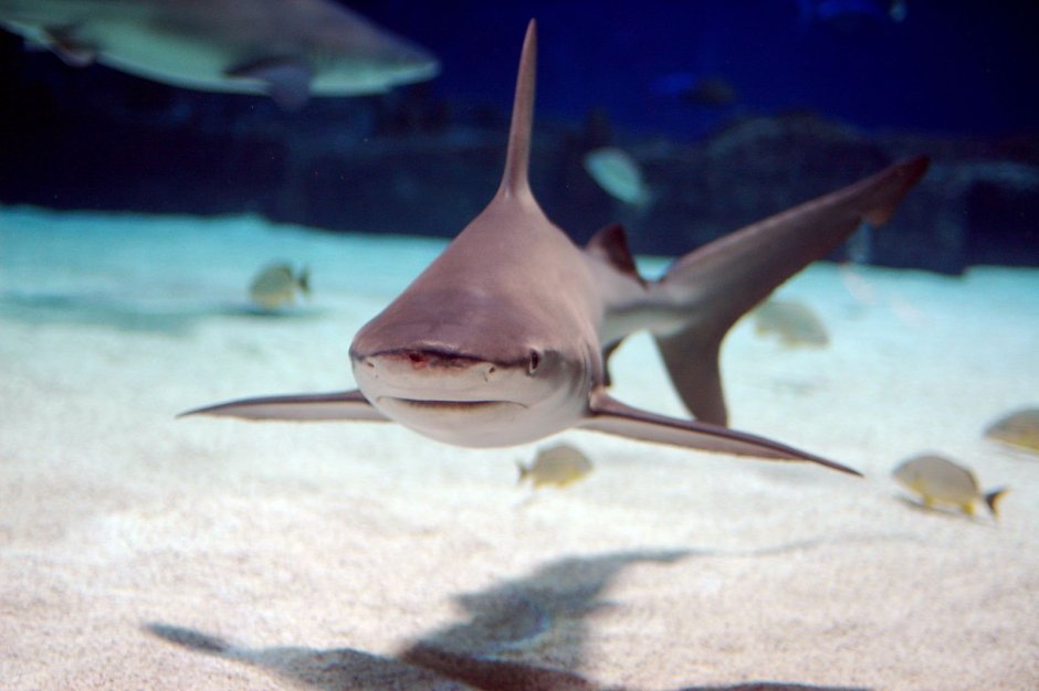 Sphyrna tiburo