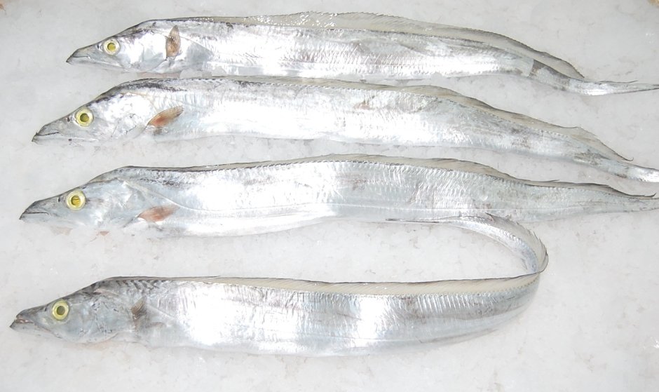 Угольные рыбы-сабли (Aphanopus Carbo),