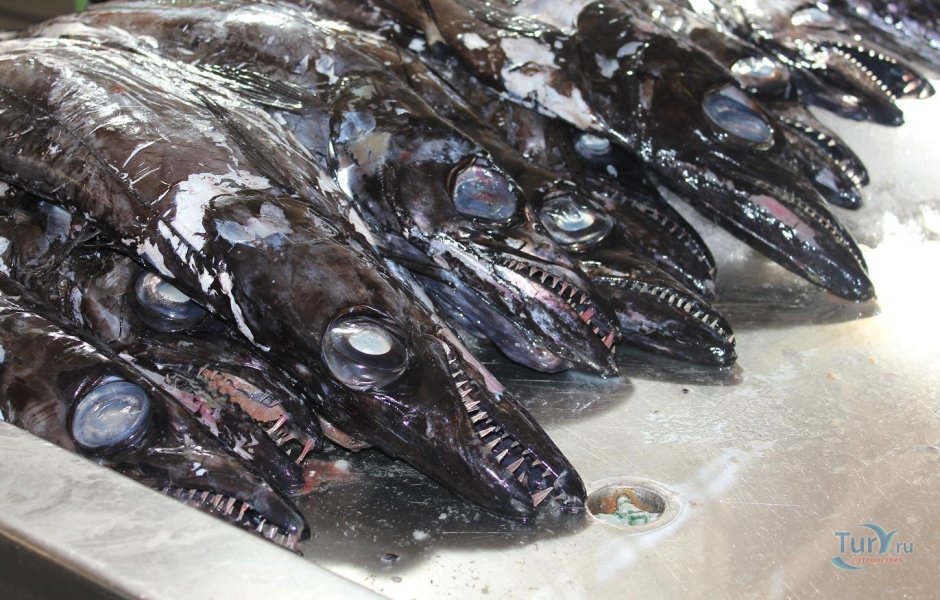 Ribbon Fish что за рыба