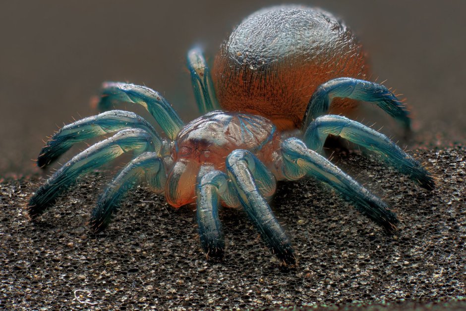 Versicolor паук