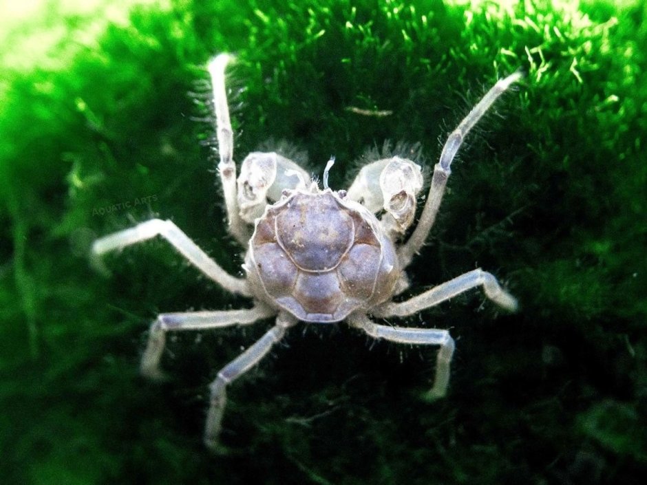 Limnopilos naiyanetri Micro Spider Crab