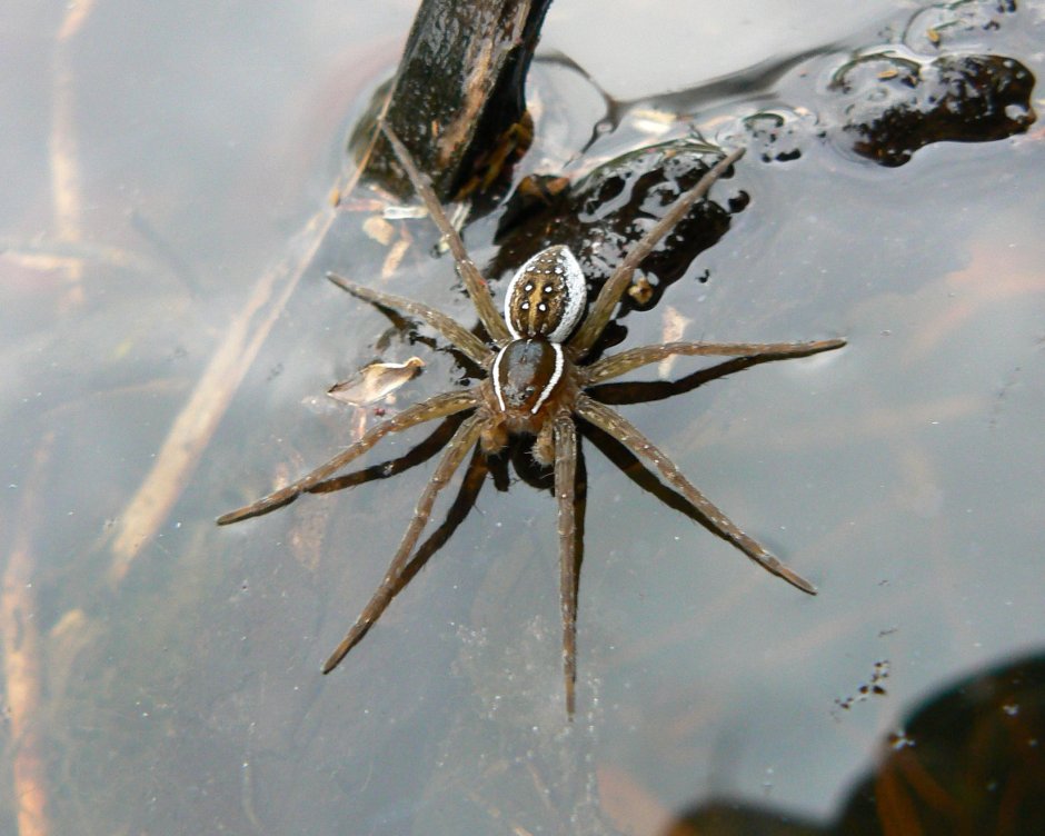 Dolomedes Triton паук