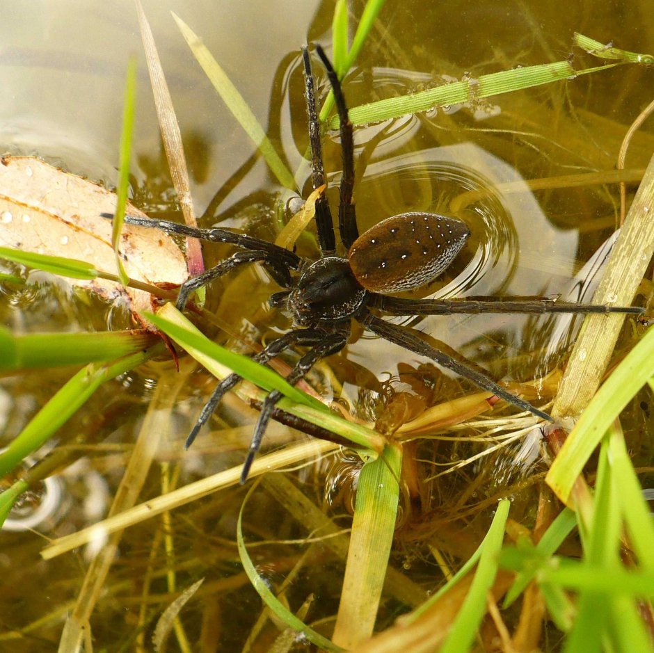 Водяной паук Argyroneta Aquatica