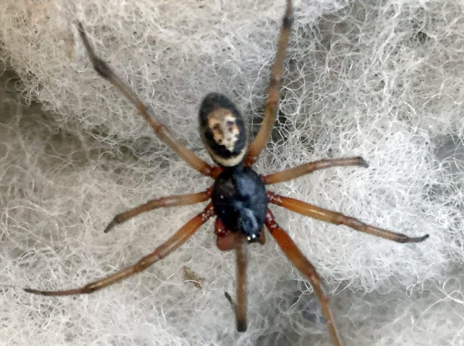 False Widow паук