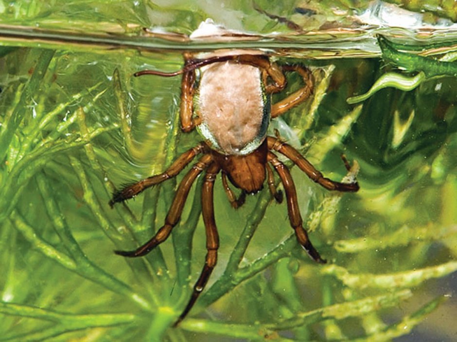 Водяной паук Argyroneta Aquatica