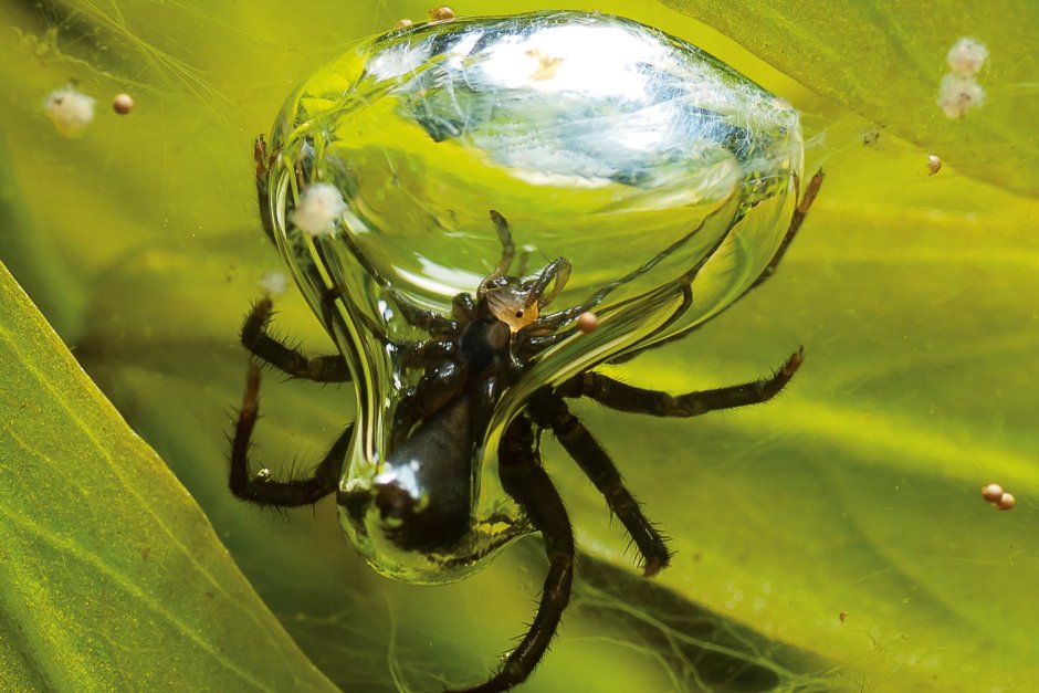 Водяной паук Argyroneta Aquatica