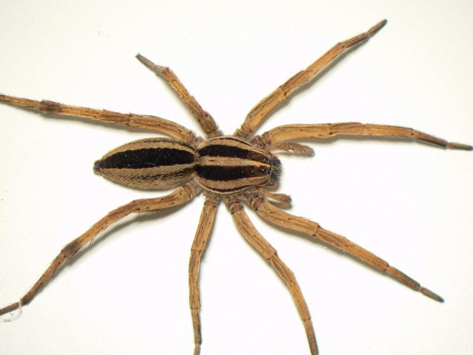 Rabid Wolf Spider