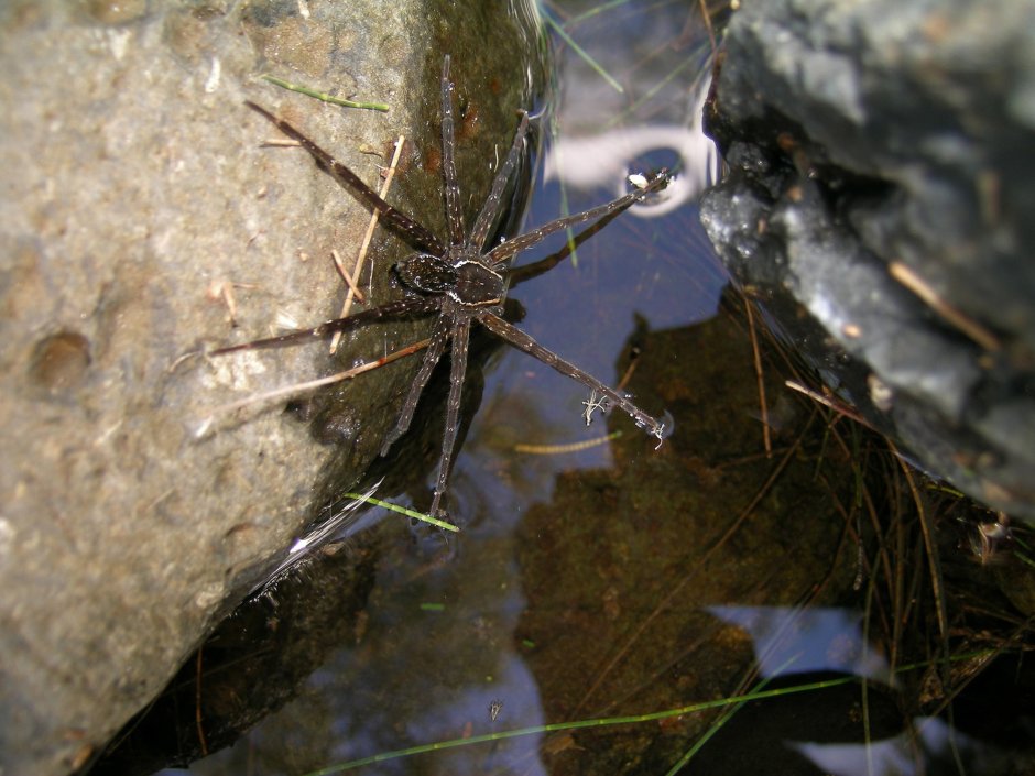 Паук Dolomedes briangreenei