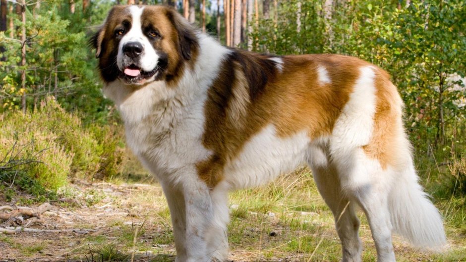 St. Bernard Labrador Mix