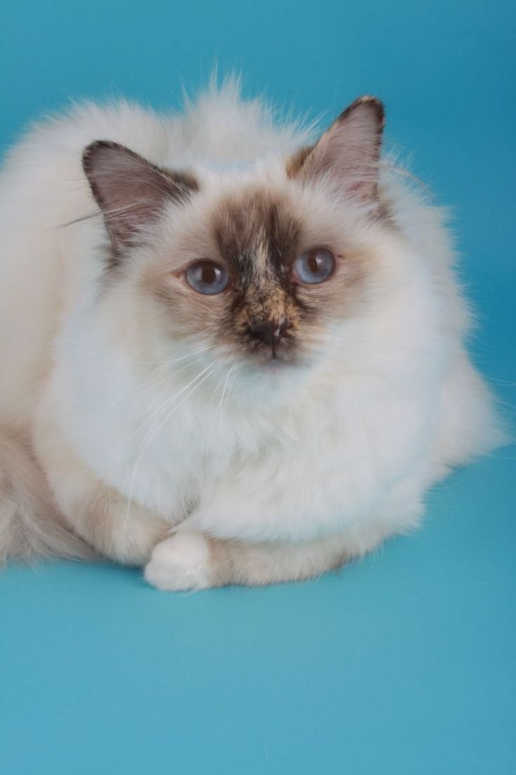 Тайская маскарадная кошка