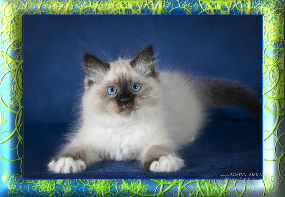 Невская маскарадная кошка