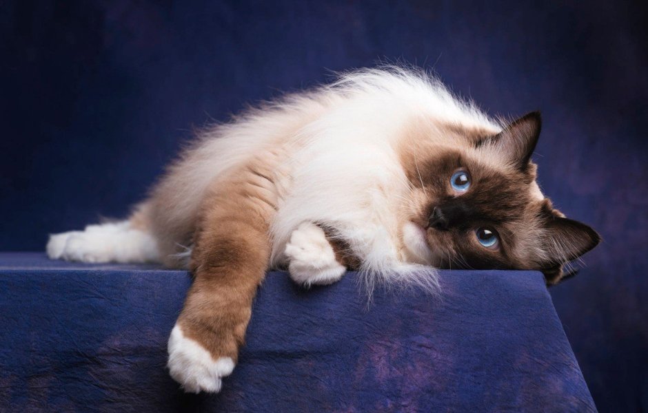 Порода кошек Невская маскарадная