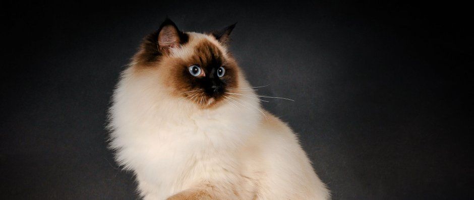 Невская маскарадная гладкошерстная