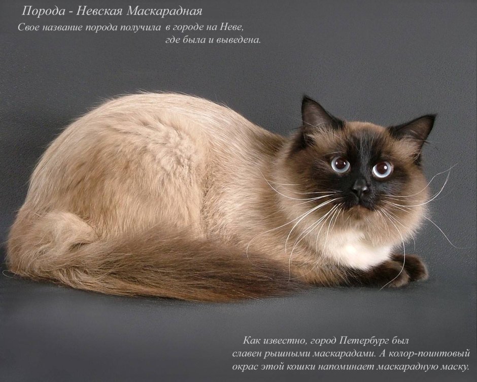 Невская маскарадная кошка Сиамская