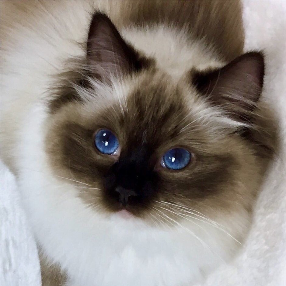 Невская маскарадная кошка