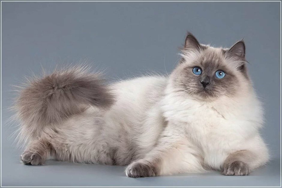 Невская маскарадная