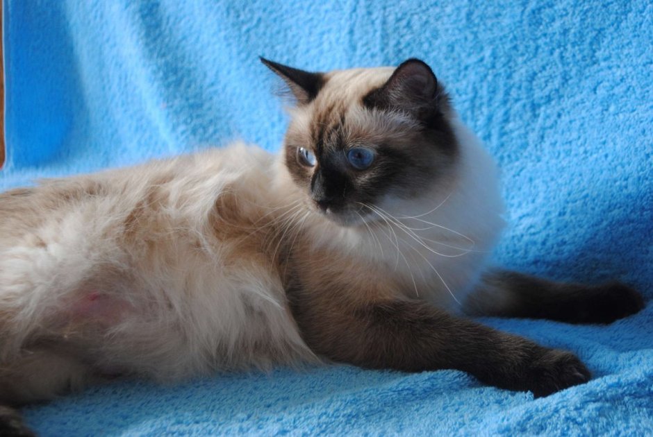 Британская длинношёрстная кошка черепаховая