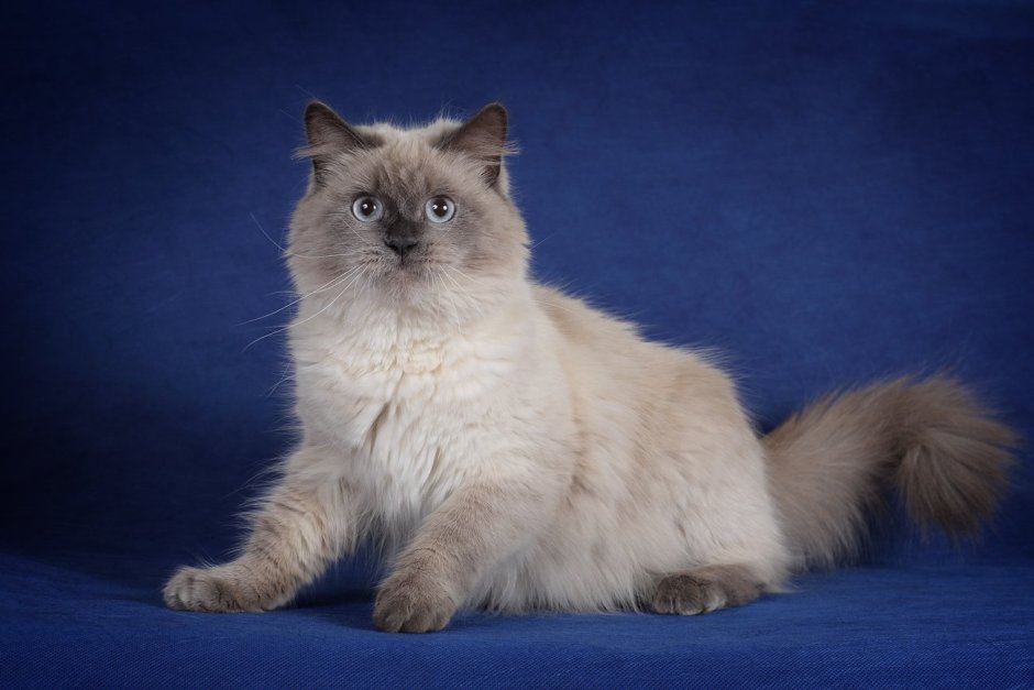 Невская маскарадная колор Пойнт