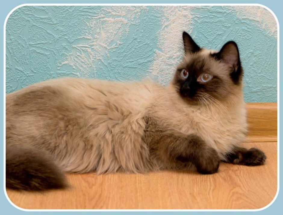 Сиамский балинезийский кот