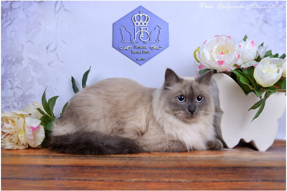 Невская кошка Невская маскарадная