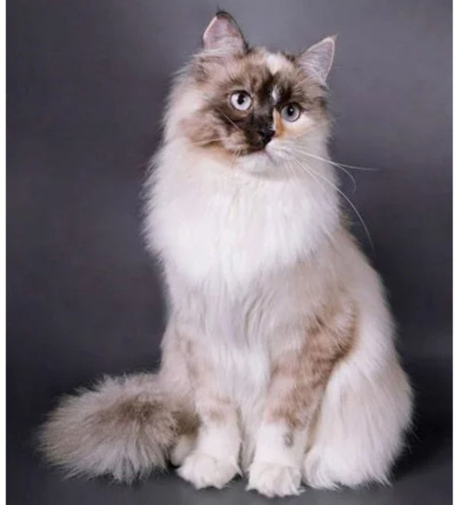 Окрас кота n33