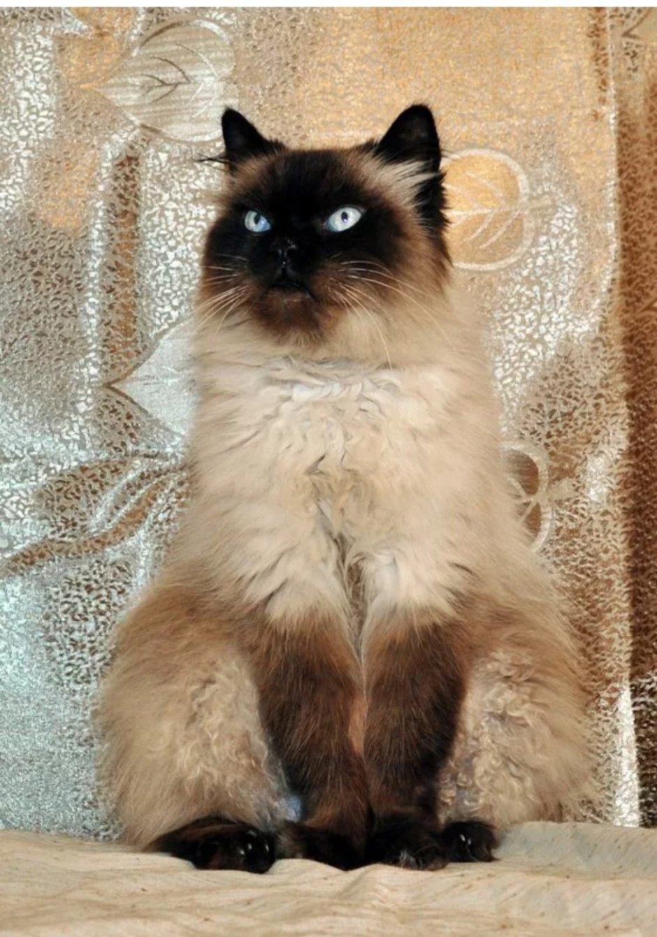 Сил тебби Пойнт Невская маскарадная