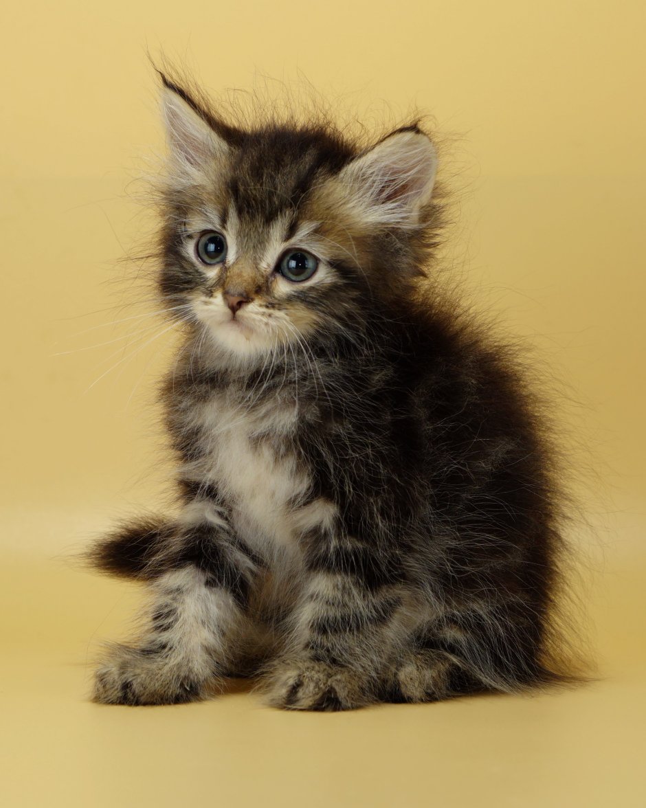 Рэгдолл окрас колор Пойнт