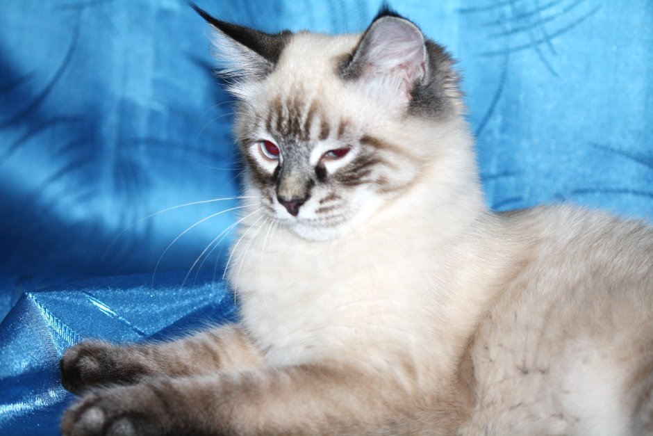 Сибирская Невская маскарадная