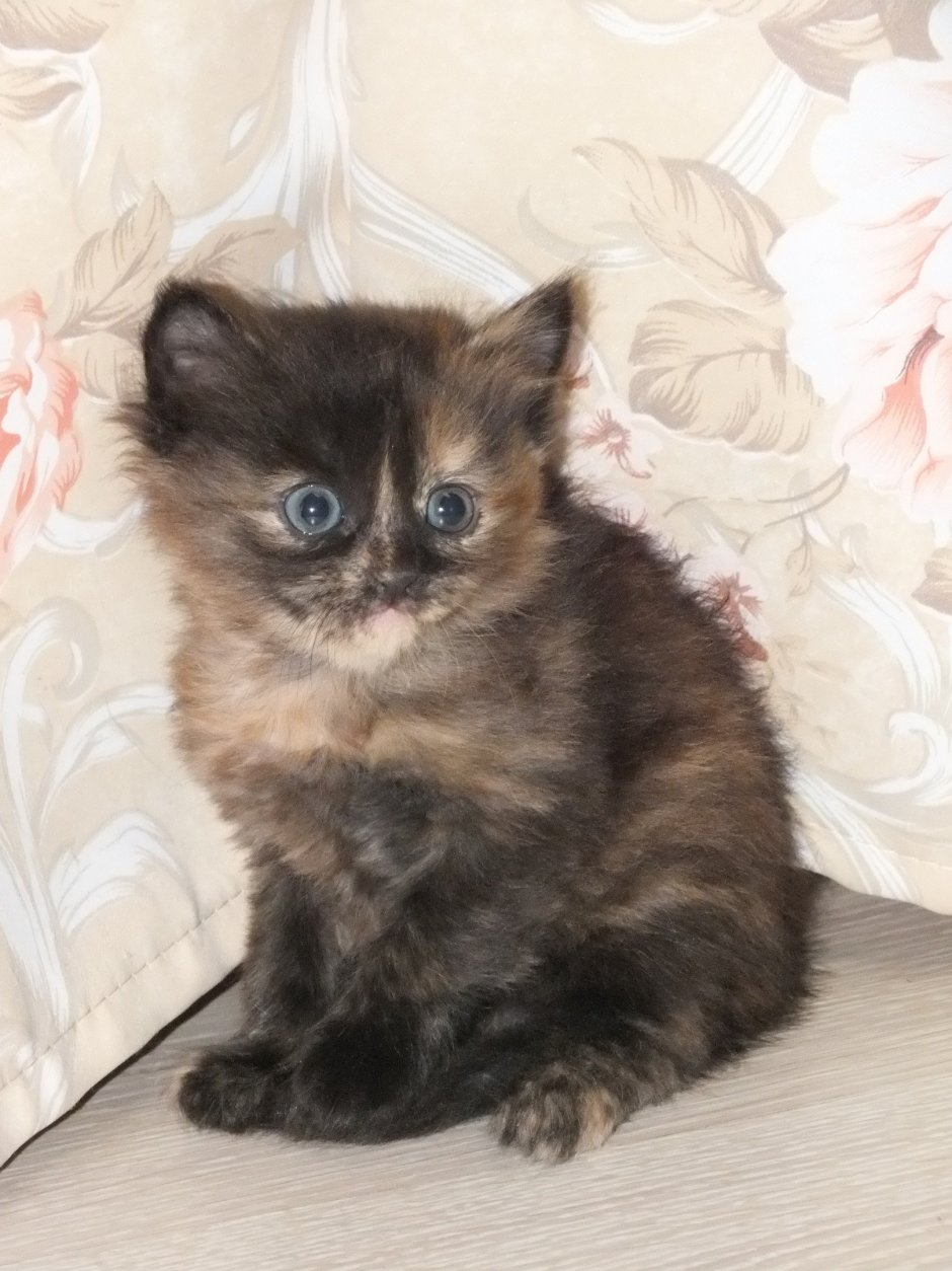 Сибирская черепаховая кошка