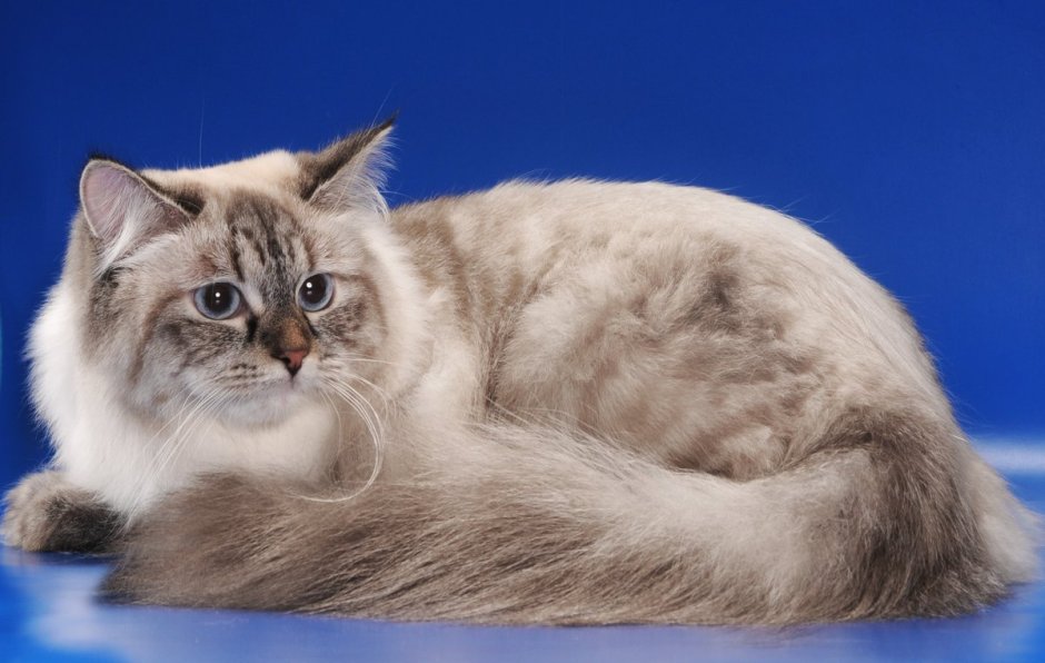 Сибирская Невская маскарадная кошка