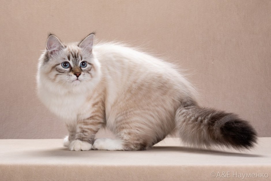 Сноу Шу бобтейл