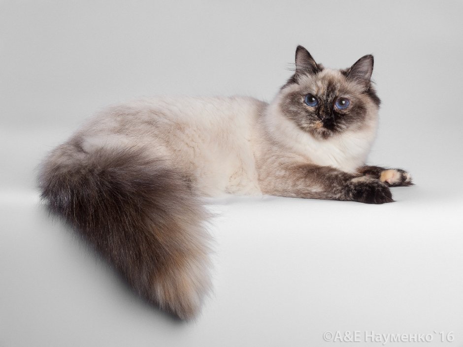 Невская маскарадная черепаховая