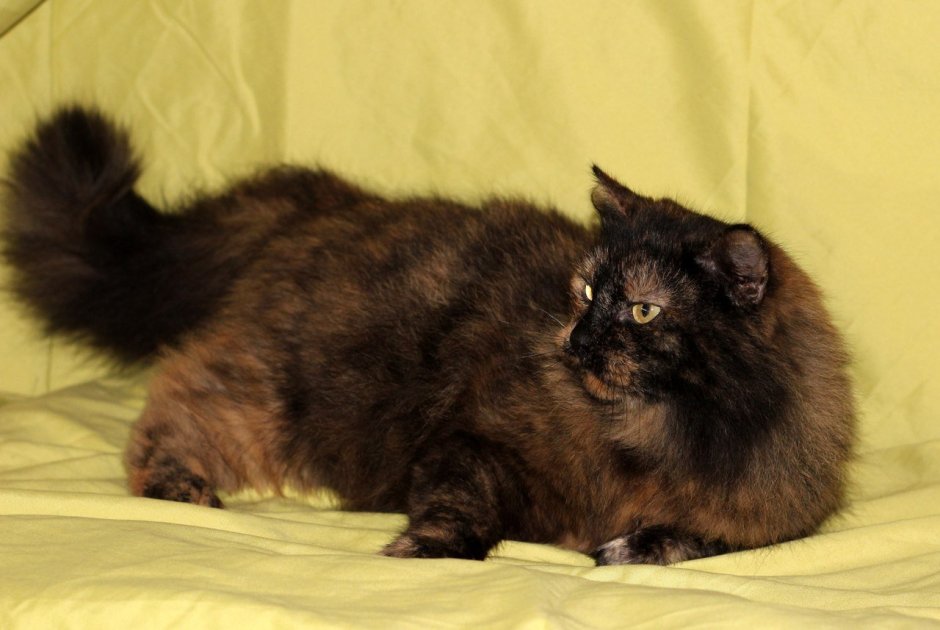 Редкий окрас Мейн куна