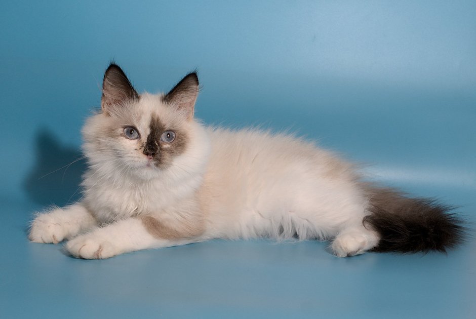 Невская маскарадная кошка сил Пойнт