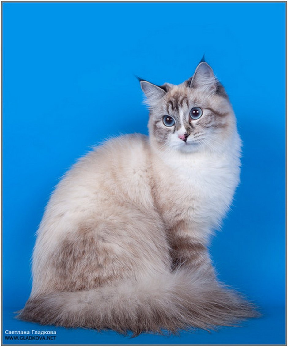 Невская маскара3ная к15ка