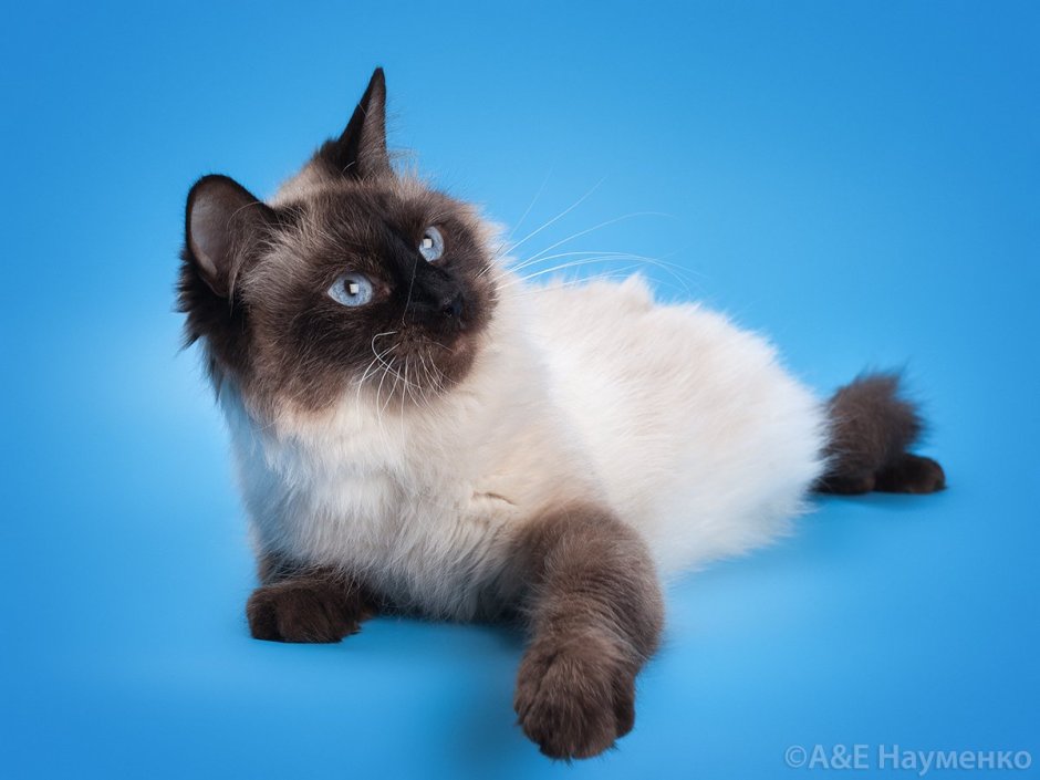 Невская маскарадная кошка сил Пойнт