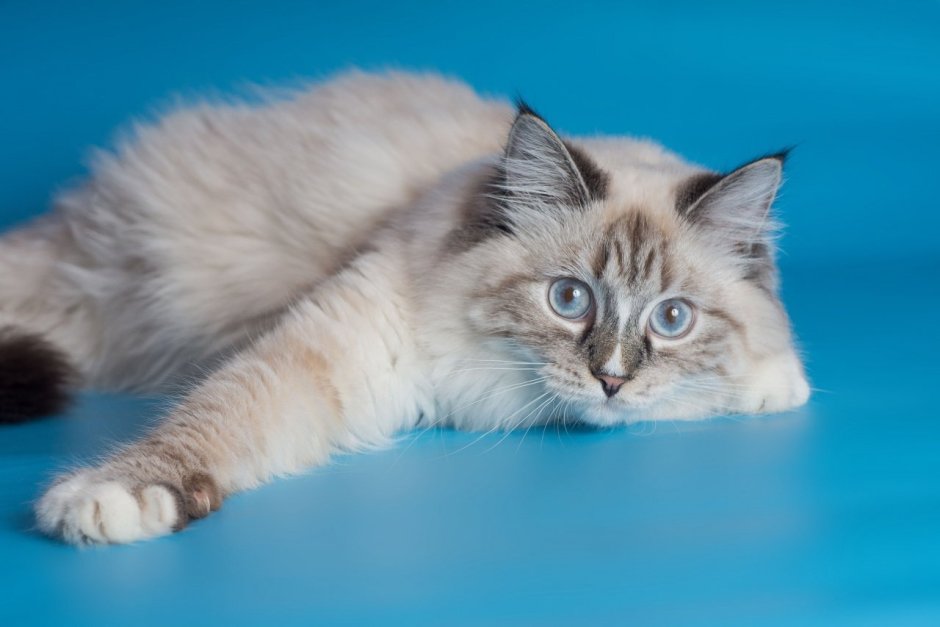 Невский маскарадный кот сил поинт