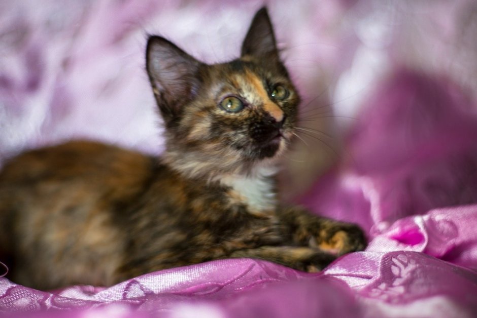 Невская маскарадная короткошерстная