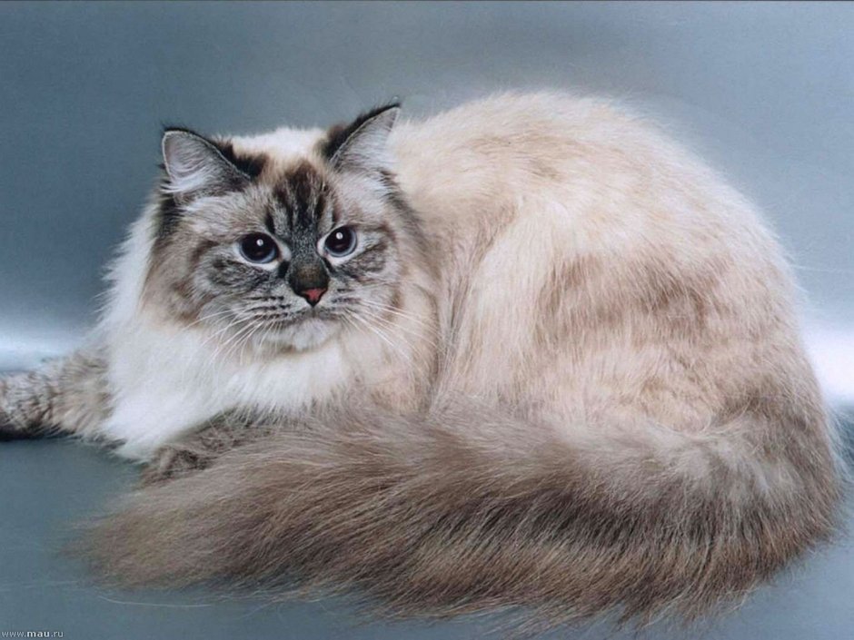 Tortie point Persian