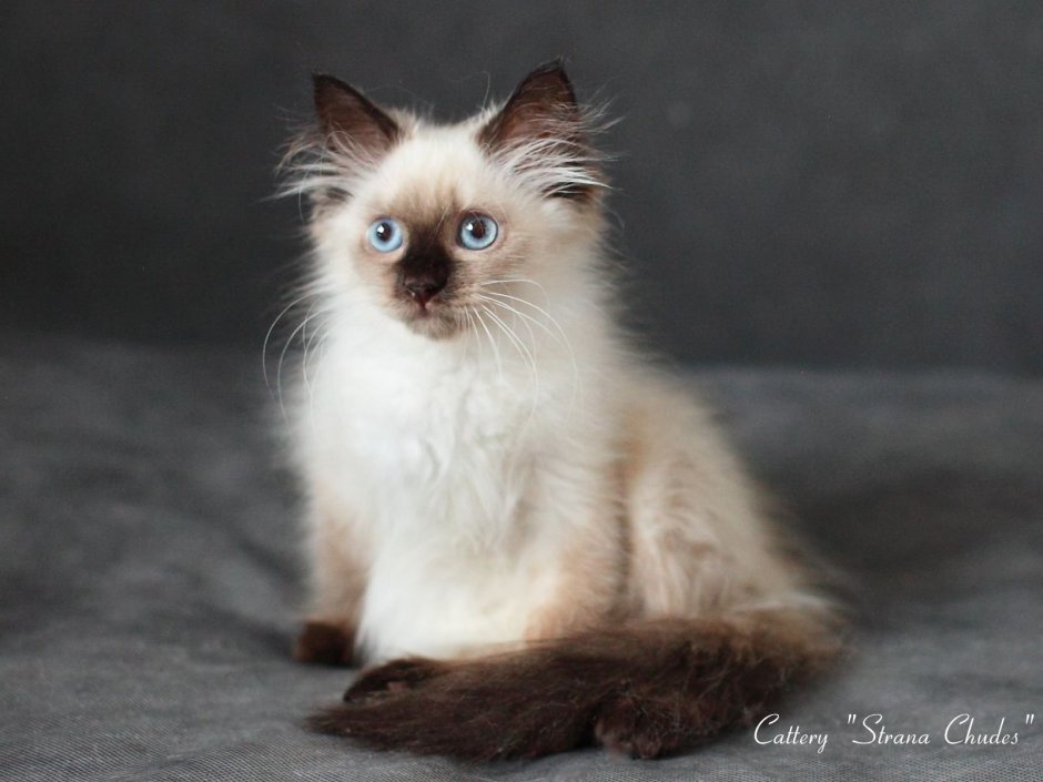 Невская маскарадная Балинезийская